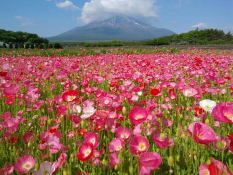 2017/06/02の写真