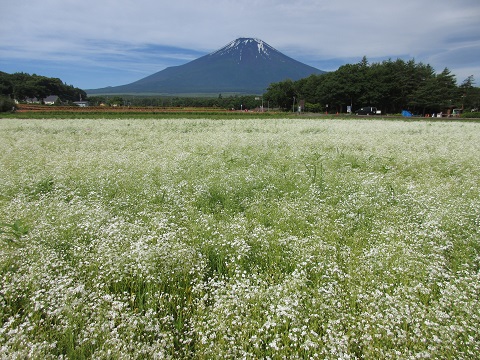 2017/07/03の写真