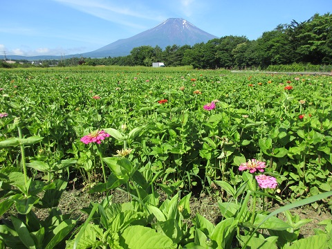 2017/07/11の写真