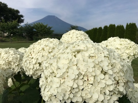 2017/07/24の写真