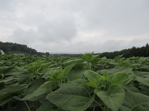 2017/07/29の写真