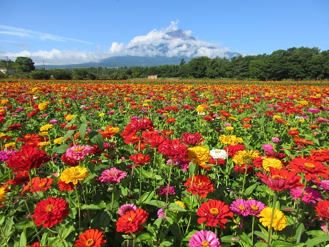 2017/07/31の写真