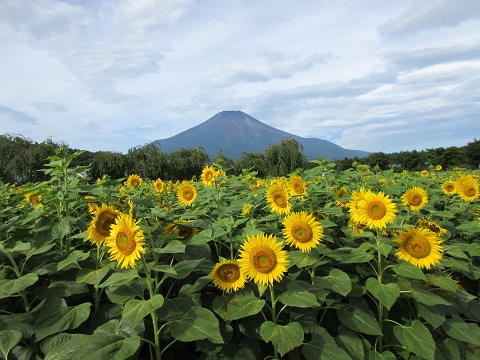 2017/08/25の写真