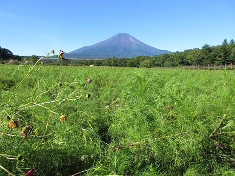 2017/09/18の写真