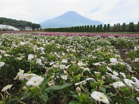 2017/09/20の写真