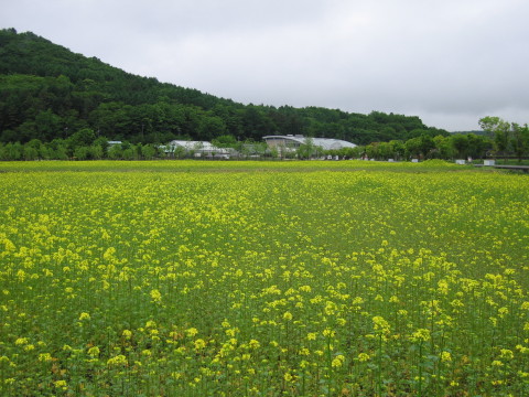 2008/06/04の写真