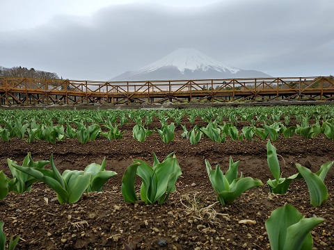 2018/04/07の写真