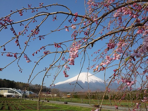 2018/04/20の写真