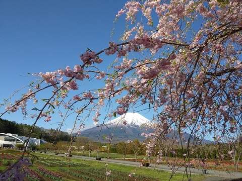 2018/04/26の写真