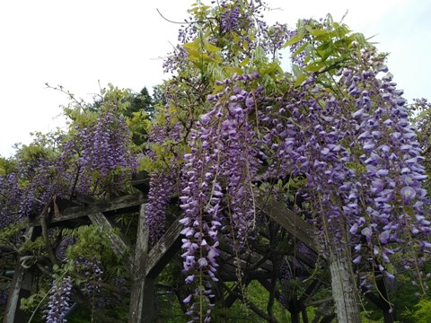 2018/05/17の写真