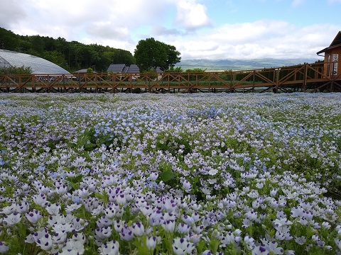 2018/05/20の写真