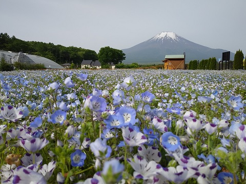 2018/05/26の写真