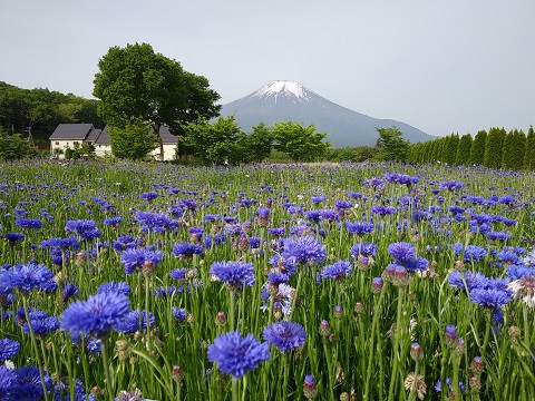 2018/05/26の写真