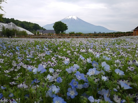 2018/05/29の写真