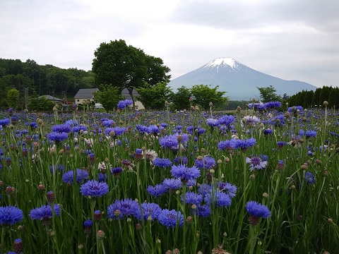 2018/05/29の写真