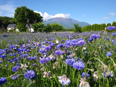 2018/06/01の写真