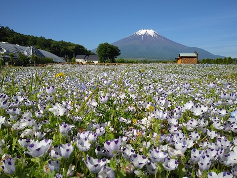 2018/06/05の写真