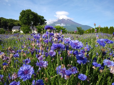 2018/06/09の写真