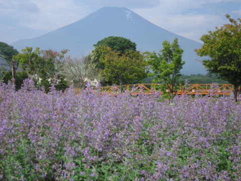 2008/07/14の写真