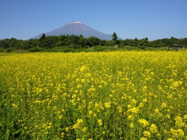 2018/06/25の写真