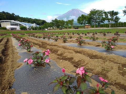 2018/06/30の写真