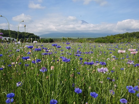 2018/07/14の写真