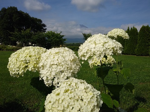 2018/07/14の写真