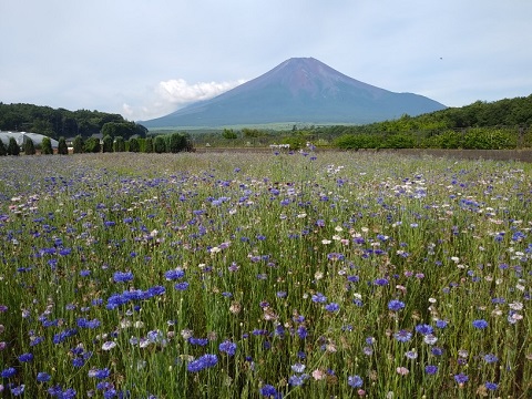 2018/07/23の写真