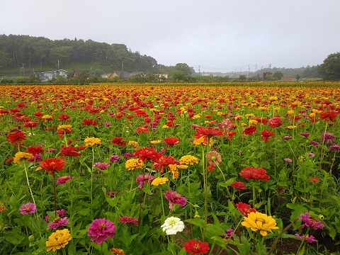 2018/07/29の写真